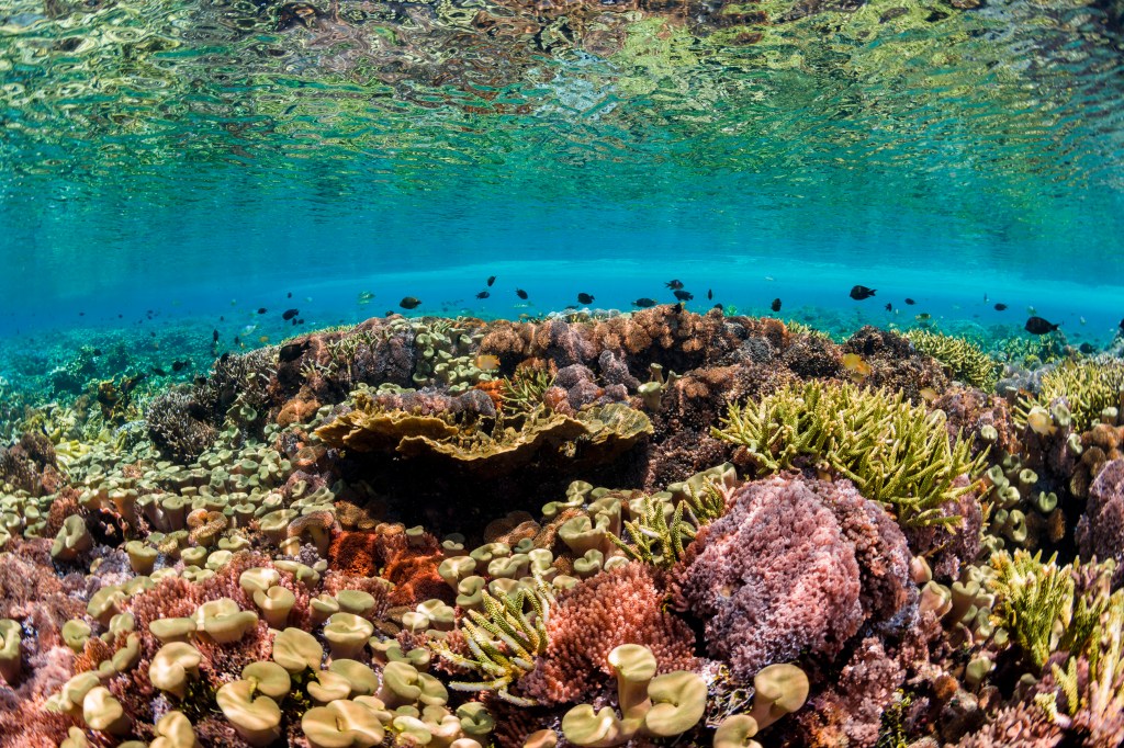 Credit: Beth Watson / Ocean Image Bank